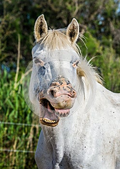 Portrait of the White Camargue Horse. Parc Regional de Camargue. France. Provence.