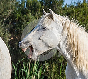 Portrait of the White Camargue Horse. Parc Regional de Camargue. France. Provence.