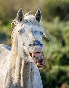 Portrait of the White Camargue Horse. Parc Regional de Camargue. France. Provence.