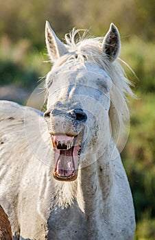 Portrait of the White Camargue Horse. Parc Regional de Camargue. France. Provence.