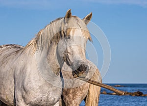 Portrait of a white Camargue horse with a stick in his mouth. Funny picture. Parc Regional de Camargue. France. Provence.