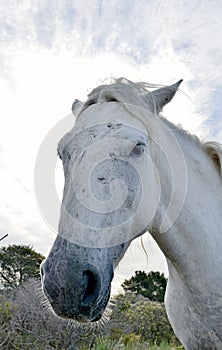 Portrait of the White Camargue Horses