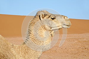 Portrait of white camel