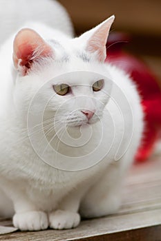 Portrait of a white cat