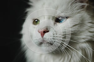 Portrait of a white cat on a black background