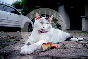 Portrait of a White Cat with Black Patterns Sitting on Ground