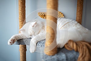 Portrait of white cat with blue eyes sleeping on his cat house tree