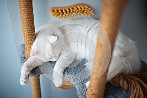 Portrait of white cat with blue eyes sleeping on his cat house tree