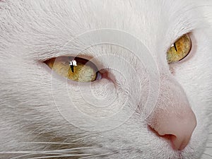 Portrait of a white cat, cropped shot, horizontal view. Animals, pets, animals day concept.  White cat with yellow eyes.