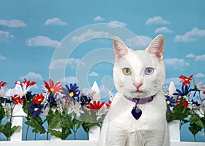 Portrait of a white kitten with heterochromia in backyard garden photo