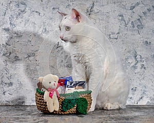 Portrait of a white cat sitting next to a knitted jute basket