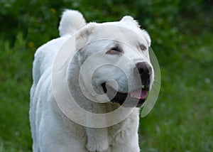 Portrait of a White Central Asian shepherd dog