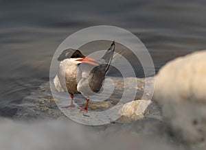 A portrait of a White-cheeked Tern at Tubli coast, Bahrain