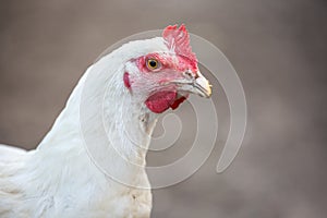 Portrait of a white chicken against neutral background