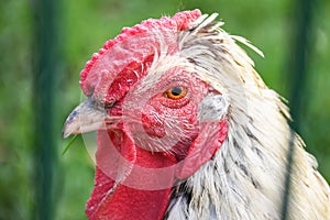 Portrait of white chicken with red head behind a farm fence close up