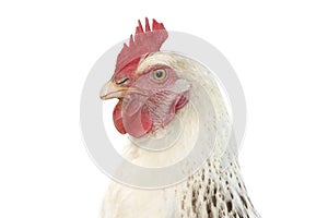 Portrait of white chicken on white background