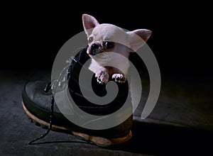 Portrait of a white chihuahua puppy sitting in a boot on a black background