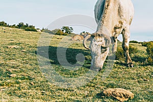 Portrait of a white cow grazing