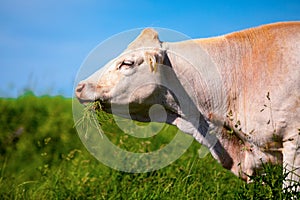 Portrait of a white cow on a meadow