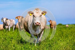 Portrait of a white cow on a meadow