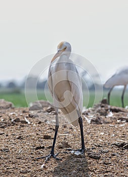 A portrait of white crane or Leucogeranus leucogeranus waiting in a field