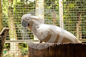 portrait of a white-crested cockatoo on a log looking