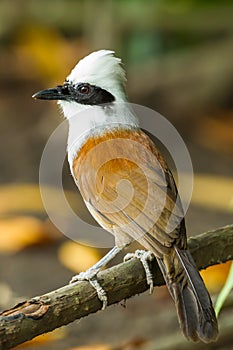 Portrait of White-crested Laughingthrush