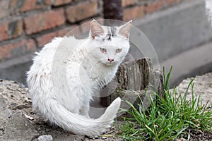 portrait of a white dirty homeless kitten with sore eyes