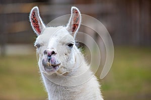 Portrait of a white doe in nature