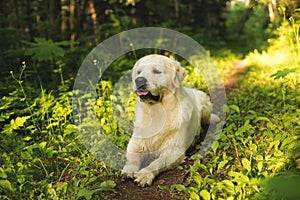 Portrait of white dog breed golden retriever lying in the forest at sunset