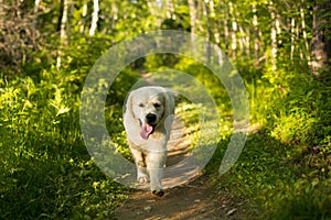 Portrait of white dog breed golden retriever running in the forest at sunset