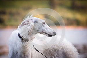 Portrait of a white dog breed Russian canine borzoi