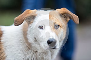 Portrait of a white dog with brown ears looks carefully at the camera