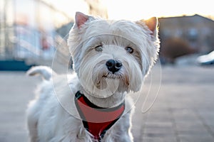 Portrait of white dog on the street
