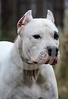 Portrait of white dogo argentino photo