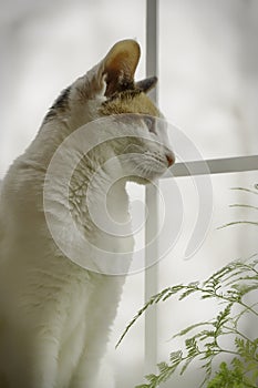 Portrait of white domestic cat watching through a window