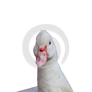 Portrait of white domestic duck with red beak - front view