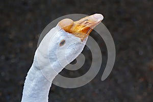 Portrait of white domestic goose bird on farm