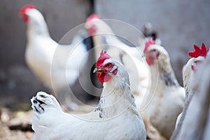 Portrait of white domestic hen