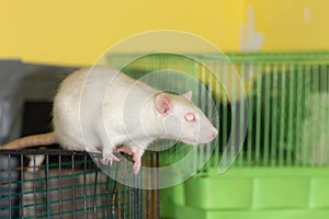 Portrait of a white domestic rat