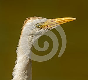 Portrait of white egret making lon neck