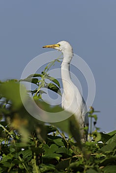 Portrait of a White Egret Sitting on Tree