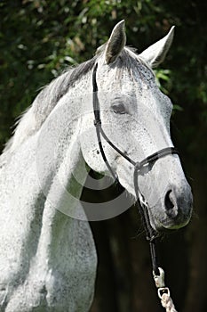 Portrait of white English Thoroughbred horse