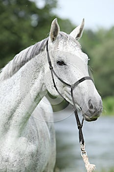 Portrait of white English Thoroughbred horse in front of river