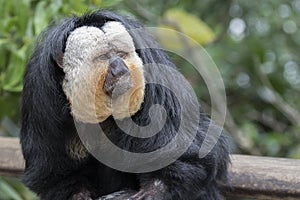 Portrait of white faced saki monkey