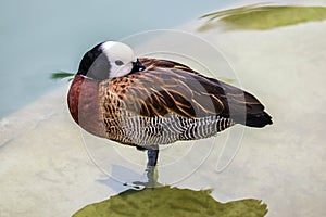 Portrait of a white faced whistling duck, Dendrocygna viduata, standing on the grass next to a pool