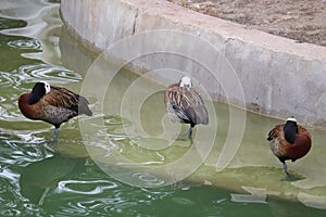 Portrait of a white faced whistling duck, Dendrocygna viduata, standing on the grass next to a pool