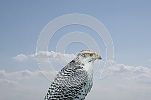 Portrait of a white falcon or gyrfalcon, bird of prey before blue sky