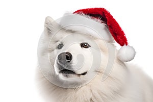 Portrait of a white fluffy samoyed dog in a Santa Claus hat. Big dog in a red Santa hat. New year or Christmas Banner