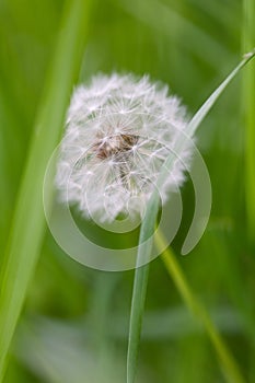 A portrait of a white fluffy, soft and fuzy dandelion flower standing in the grass of a garden with a green blurry background. the photo